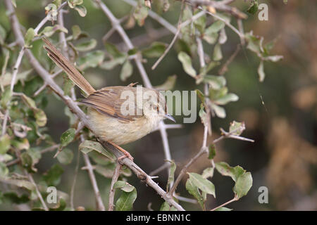 Tawny-flanquée Prinia subflava prinia (), assis dans un buisson, Afrique du Sud, Kruger National Park Banque D'Images