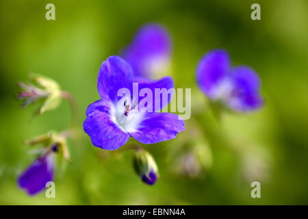 Géranium sanguin (Geranium sylvaticum de bois), des fleurs, de l'Autriche, le Tyrol Banque D'Images