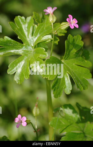 Géranium sanguin (Geranium lucidum brillant), la floraison, Allemagne Banque D'Images