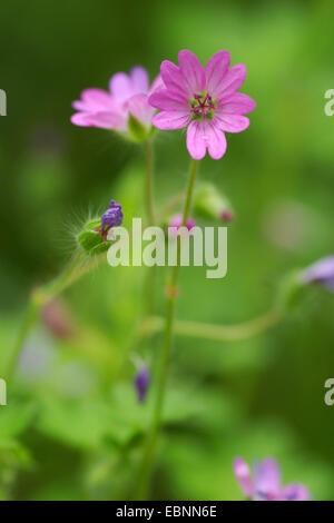 Dovefoot géranium, Dove's-foot Crane's-bill (Geranium molle), blooming, Allemagne Banque D'Images