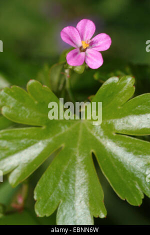 Géranium sanguin (Geranium lucidum brillant), la floraison, Allemagne Banque D'Images