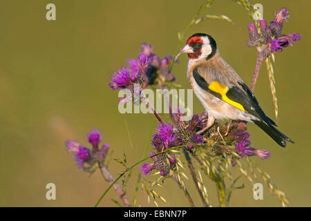 Eurasian goldfinch (Carduelis carduelis), assis sur un chardon, l'Allemagne, en Rhénanie du Nord-Westphalie, Siegerland Banque D'Images