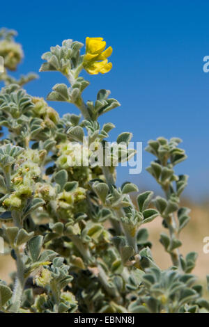 Lupuline, burclover mer mer (Medicago marina), blooming Banque D'Images