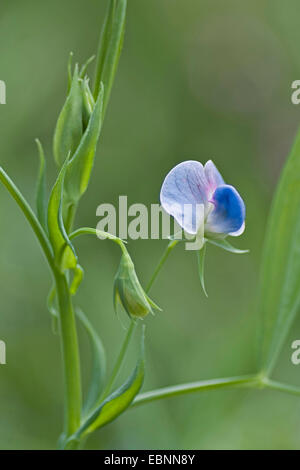 Peavine herbe, la gesse-vesce, Sweetpea bleu, bleu, la gesse gesse Pois (Lathyrus sativus), blooming Banque D'Images