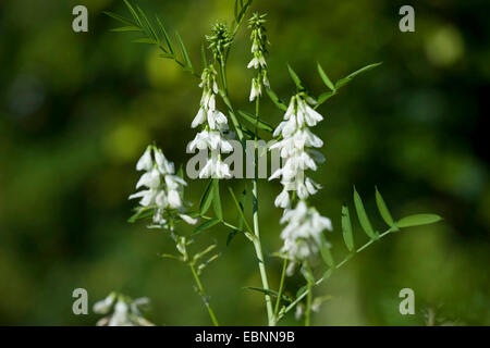 Mélilot blanc, le mélilot blanc (Melilotus albus, Melilotus alba), la floraison, Allemagne Banque D'Images