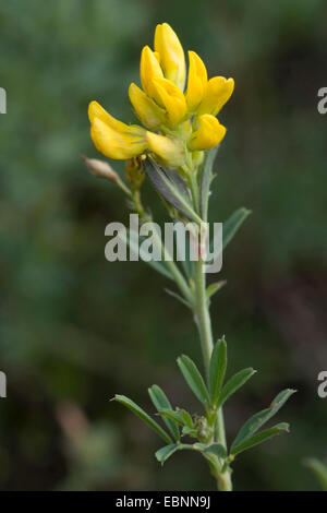 La luzerne, la luzerne (Medicago sativa agg., Medicago x varia, Medicago varia), qui fleurit en jaune Banque D'Images