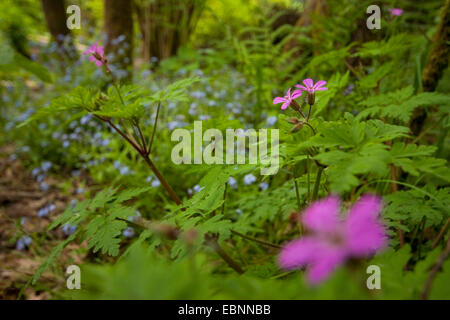 Herb Robert (Geranium robertianum), blooming, Rhineland Banque D'Images