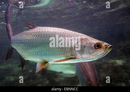 Tarpon atlantique (Megalops atlanticus, Tarpon atlanticus), natation Banque D'Images