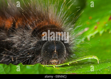 Fox Moth (Macrothylacia rubi), portrait d'une chenille, Allemagne Banque D'Images