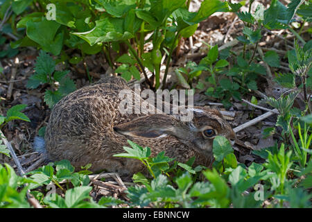 Lièvre européen, lièvre Brun (Lepus europaeus), les jeunes partager sur pré, Allemagne Banque D'Images