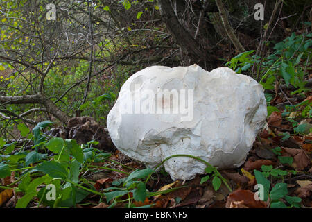 Vesse-de-géant, champignons Puffball (Calvatia gigantea, Langermannia gigantea, Lycoperdon gigantea, Clavatia maxima), organe de fructification sur le sol forestier, Allemagne Banque D'Images