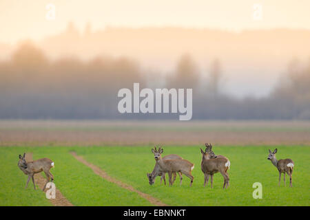 Le chevreuil (Capreolus capreolus), groupe de chevreuils sur un champ dans la brume du matin, l'Allemagne, Bade-Wurtemberg Banque D'Images