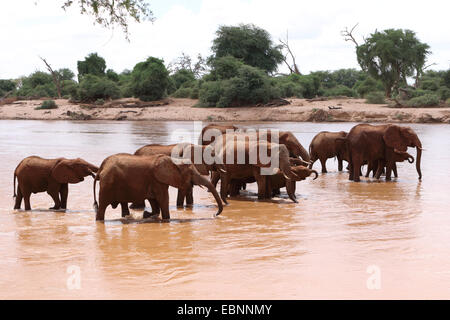 L'éléphant africain (Loxodonta africana), troupeau d'éléphants dans la Uaso Nyiro, Kenya, Samburu National Reserve Banque D'Images