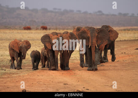 L'éléphant africain (Loxodonta africana), troupeau d'éléphants après un bain de boue, le Kenya, l'Est de Tsavo National Park Banque D'Images