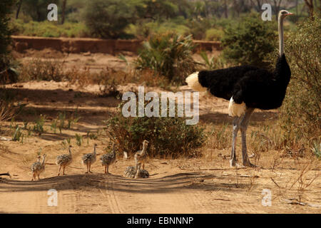 L'autruche de Somalie (Struthio camelus molybdophanes), homme avec les poussins, Kenya, Samburu National Reserve Banque D'Images