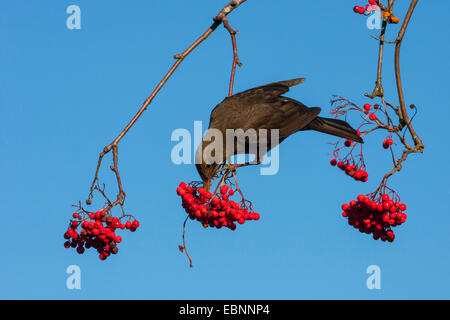 Blackbird (Turdus merula), blackbird se nourrissant de Rowan, Suisse, Sankt Gallen Banque D'Images