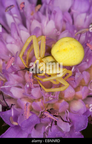 Houghton (Misumena vatia araignée crabe), femelle jaune sur une fleur violette avec les proies, Allemagne Banque D'Images