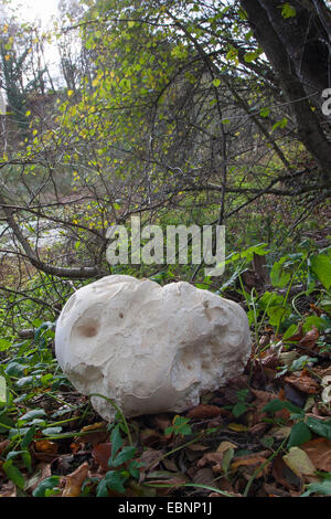 Vesse-de-géant, champignons Puffball (Calvatia gigantea, Langermannia gigantea, Lycoperdon gigantea, Clavatia maxima), organe de fructification sur le sol forestier, Allemagne Banque D'Images