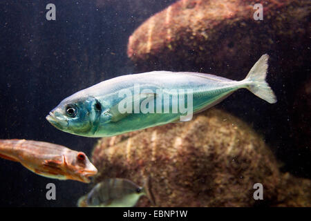 Chinchard, scad, maasbanker (Trachurus trachurus), natation Banque D'Images
