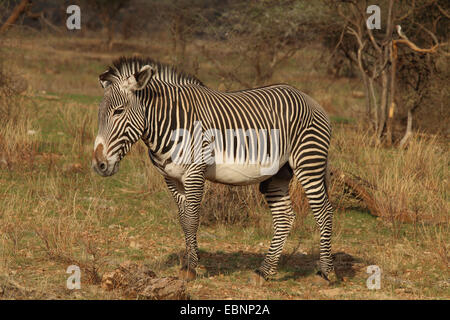 Le Zèbre de Grévy (Equus grevyi), homme, Kenya, Amboseli National Park Banque D'Images