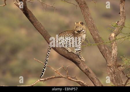 Leopard (Panthera pardus), assis dans un arbre et regarde en arrière, au Kenya, Samburu Game Reserve Banque D'Images