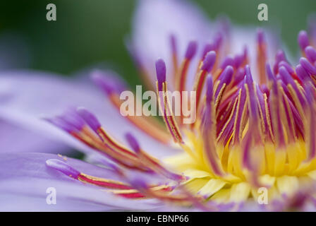 Nénuphar Tropical, Bleu Pigmy (Nymphaea colorata), détail d'une fleur, de l'endurance Banque D'Images