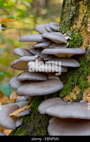 Pleurote (Pleurotus ostreatus), plusieurs organes de fructification à un tronc d'arbre, Allemagne Banque D'Images