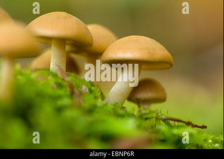 La souche commune (brittlestem Psathyrella piluliformis), quelques brittlestems dans Moss, Allemagne Banque D'Images