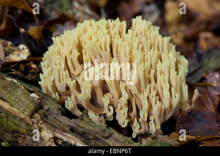 Coral verticale (Ramaria stricta), organe de fructification sur le sol forestier, Allemagne Banque D'Images