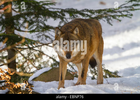 Le loup gris d'Europe (Canis lupus lupus), debout sous un sapin dans la neige, en Allemagne, en Bavière, Parc National de la Forêt bavaroise Banque D'Images