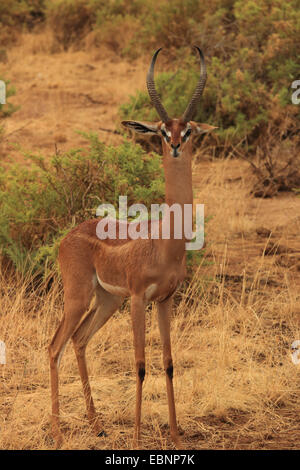 Gerenuk (Litocranius walleri), debout dans la savane, Kenya, Masai Mara National Park Banque D'Images