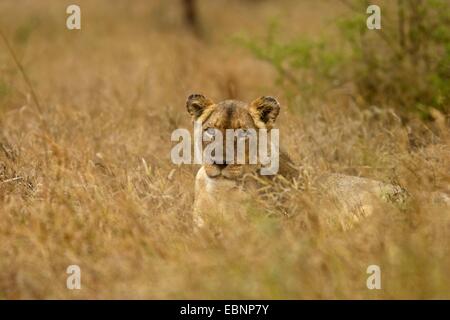 Lion (Panthera leo), sleepy lionne , Afrique du Sud, du Limpopo, Krueger National Park Banque D'Images