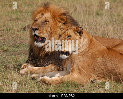 Lion (Panthera leo), paire de bâiller, Kenya, Masai Mara National Park Banque D'Images
