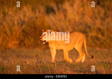 Lion (Panthera leo), Lionne dans la lumière du matin, la Tanzanie, Serengeti NP Banque D'Images