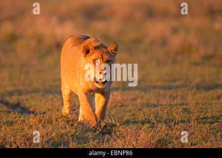 Lion (Panthera leo), Lionne dans la lumière du matin, la Tanzanie, Serengeti NP Banque D'Images