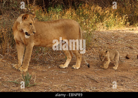 Lion (Panthera leo), lionne avec un lion cub, Kenya, Samburu National Reserve Banque D'Images