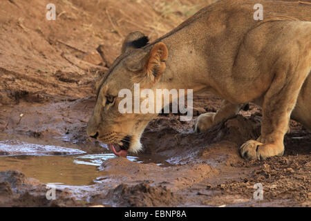 Lion (Panthera leo), lionne de boire à l'eau, trous, Kenya Samburu National Reserve Banque D'Images