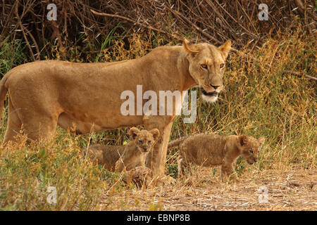 Lion (Panthera leo), lionne avec deux lionceaux, Kenya, Samburu National Reserve Banque D'Images