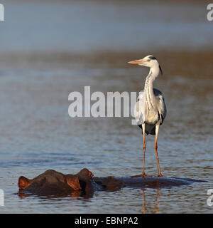 Héron cendré (Ardea cinerea), debout sur le dos d'une piscine hippo, Afrique du Sud, Kruger National Park Banque D'Images