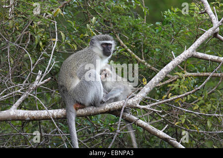 Singe Grivet, savane singe, singe, singe vert (Cercopithecus aethiops), Femme avec jeune animal assis sur un arbre, petit singe l'allaitement par la mère, Afrique du Sud, Saint Lucia Wetland Park Banque D'Images