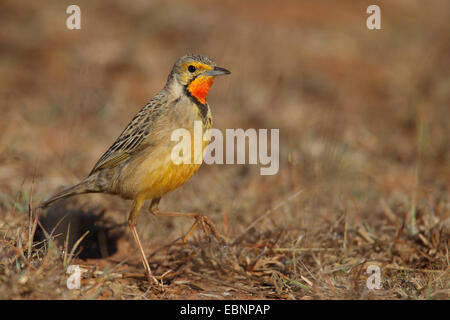 Cape longclaw (Macronyx capensis), la marche sur le terrain, Afrique du Sud, Ithala Game Reserve Banque D'Images