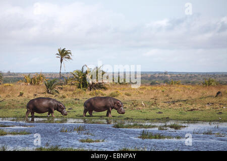 Hippopotame, hippopotame, hippopotame commun (Hippopotamus amphibius), deux hippopotames debout au bord d'un lac, Afrique du Sud, Sainte-Lucie Banque D'Images