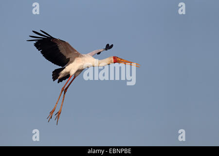 Yellow-billed stork (Mycteria ibis), dans l'approche d'atterrissage, Afrique du Sud, Kruger National Park Banque D'Images