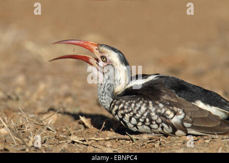 Calao à bec rouge (Tockus erythrorhynchus), mange un insecte Larve, Afrique du Sud, Kruger National Park Banque D'Images