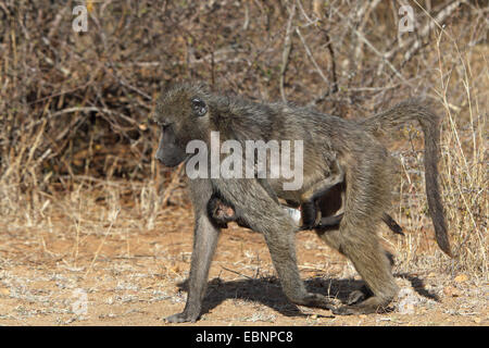 Babouin Chacma baboon, anubius, babouin doguera (Papio ursinus, Papio cynocephalus ursinus), femme avec un jeune babouin accroché sur le ventre, Afrique du Sud, Kruger National Park Banque D'Images