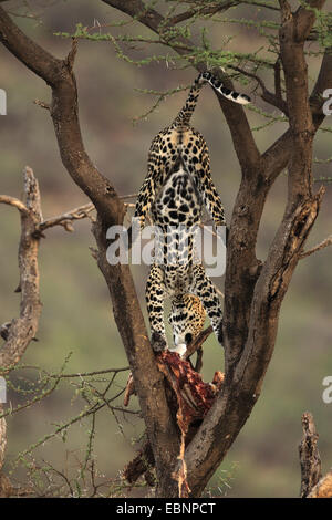 Leopard (Panthera pardus), tirant la proie d'un arbre, au Kenya, Samburu Game Reserve Banque D'Images