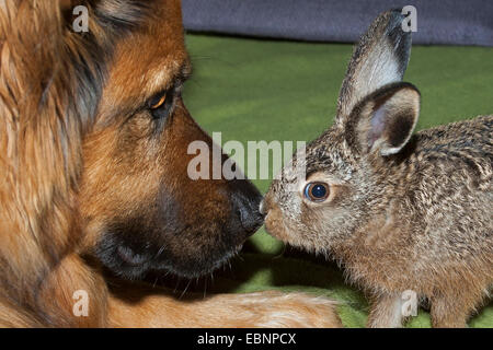 Lièvre européen, lièvre Brun (Lepus europaeus), le chien et le lapin doux nez à chaque d'autres, Allemagne Banque D'Images