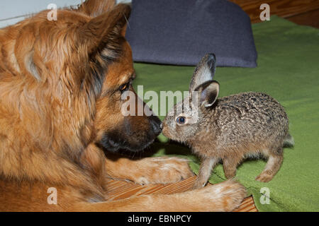 Lièvre européen, lièvre Brun (Lepus europaeus), le chien et le lapin doux nez à chaque d'autres, Allemagne Banque D'Images