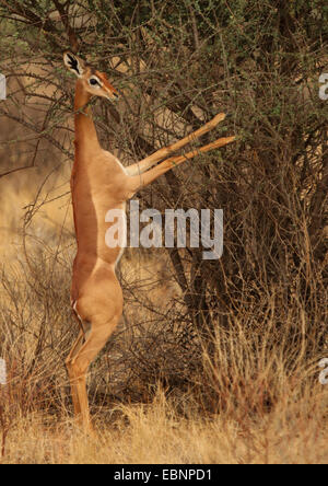 Gerenuk (Litocranius walleri), debout sur les pattes de derrière à un arbuste et d'alimentation, Kenya, Masai Mara National Park Banque D'Images