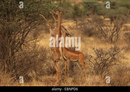 Gerenuk (Litocranius walleri), deux gerenuks se nourrissant d'un buisson, Kenya, Masai Mara National Park Banque D'Images